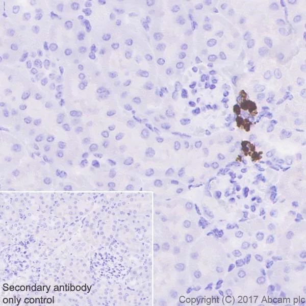 Immunohistochemistry (Formalin/PFA-fixed paraffin-embedded sections) - Anti-Renin antibody [EPR20693] (AB212197)