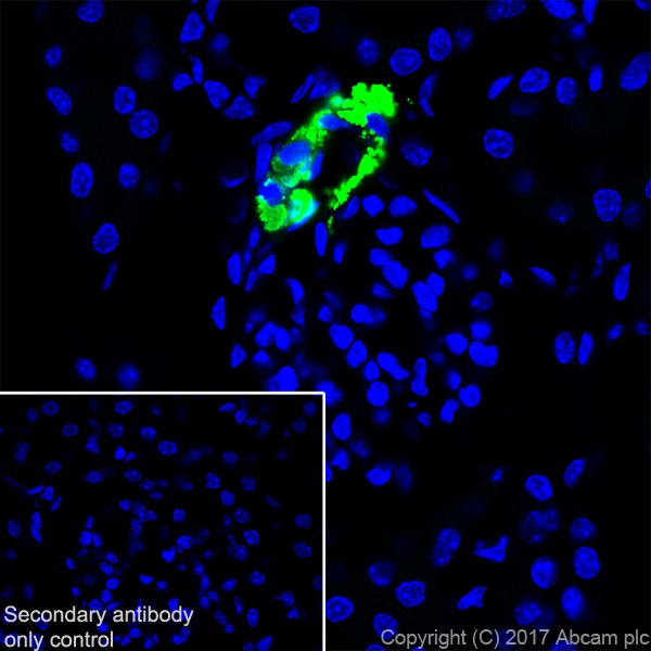 Immunohistochemistry (Frozen sections) - Anti-Renin antibody [EPR20693] (AB212197), expandable thumbnail