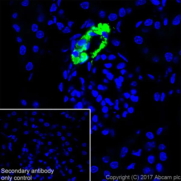 Immunohistochemistry (Frozen sections) - Anti-Renin antibody [EPR20693] (AB212197)