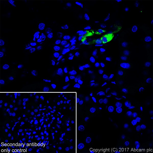 Immunohistochemistry (Frozen sections) - Anti-Renin antibody [EPR20693] (AB212197), expandable thumbnail