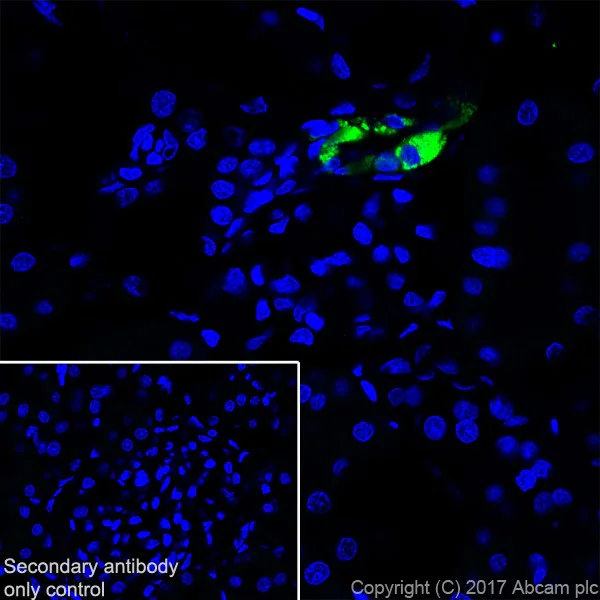 Immunohistochemistry (Frozen sections) - Anti-Renin antibody [EPR20693] (AB212197)