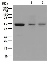 Western blot - Anti-Renin antibody [EPR6433] - BSA and Azide free (AB248098)
