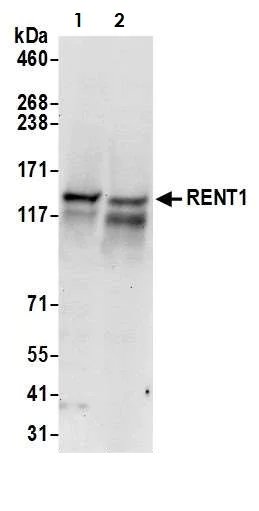 Western blot - Anti-RENT1/hUPF1 antibody (AB10510)