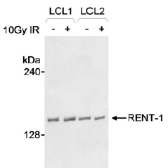 Western blot - Anti-RENT1/hUPF1 antibody (AB10510)