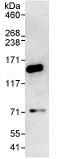 Immunoprecipitation - Anti-RENT1/hUPF1 antibody (AB86057)