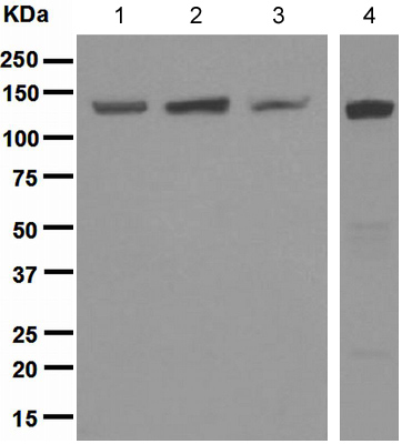 Western blot - Anti-RENT1/hUPF1 antibody [EPR4681] (ab109363), expandable thumbnail