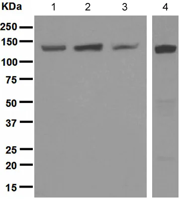 Western blot - Anti-RENT1/hUPF1 antibody [EPR4681] (AB109363)