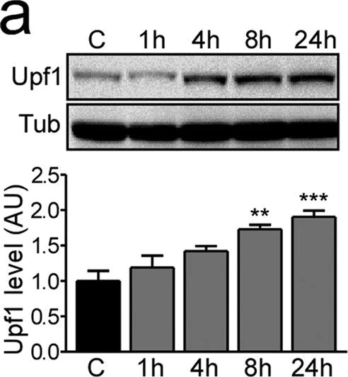 Western blot - Anti-RENT1/hUPF1 antibody [EPR4681] (AB109363)