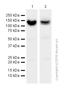 Western blot - Anti-RENT1/hUPF1 antibody [EPR4681] (AB109363), expandable thumbnail