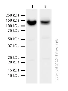 Western blot - Anti-RENT1/hUPF1 antibody [EPR4681] (AB109363)