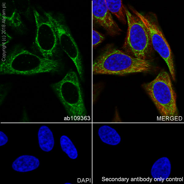 Immunocytochemistry/ Immunofluorescence - Anti-RENT1/hUPF1 antibody [EPR4681] - BSA and Azide free (AB243911), expandable thumbnail