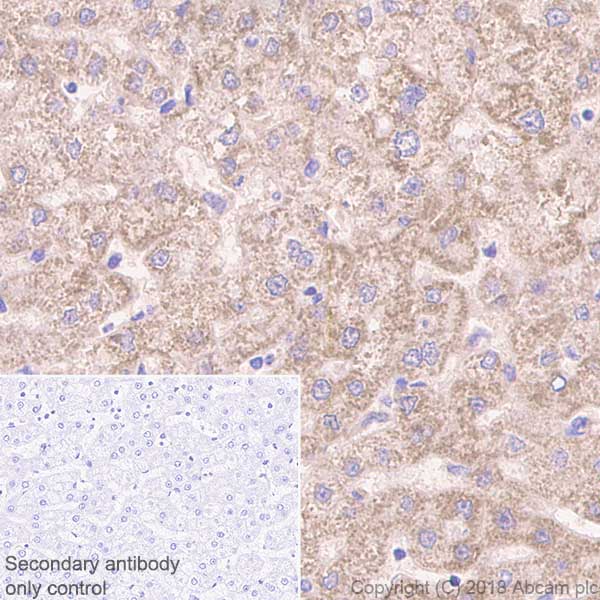 Immunohistochemistry (Formalin/PFA-fixed paraffin-embedded sections) - Anti-RENT1/hUPF1 antibody [EPR4681] - BSA and Azide free (AB243911), expandable thumbnail