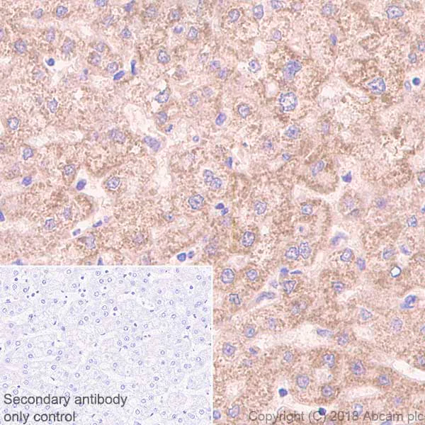 Immunohistochemistry (Formalin/PFA-fixed paraffin-embedded sections) - Anti-RENT1/hUPF1 antibody [EPR4681] - BSA and Azide free (AB243911)