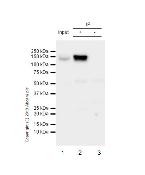 Immunoprecipitation - Anti-RENT1/hUPF1 antibody [EPR4681] - BSA and Azide free (AB243911), expandable thumbnail
