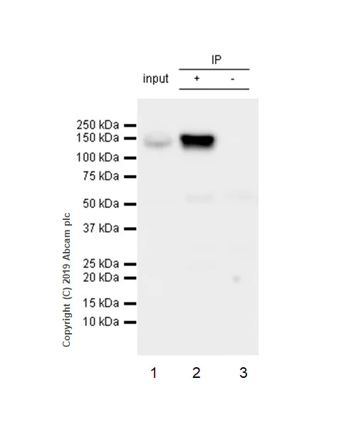 Immunoprecipitation - Anti-RENT1/hUPF1 antibody [EPR4681] - BSA and Azide free (AB243911)