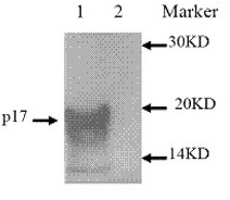 Western blot - Anti-Reovirus p17 protein antibody (AB26810)