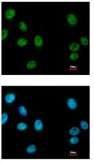 Immunocytochemistry/ Immunofluorescence - Anti-Reptin/TIP49B/RUVB2 antibody (AB137834)