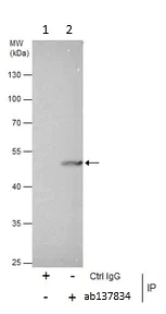 Immunoprecipitation - Anti-Reptin/TIP49B/RUVB2 antibody (AB137834)
