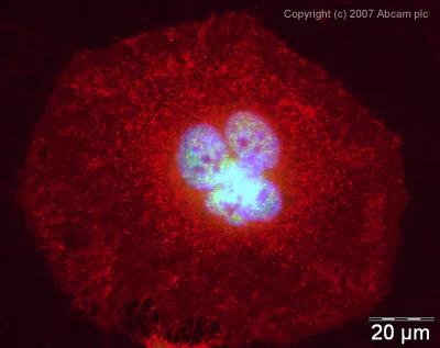 Immunocytochemistry/ Immunofluorescence - Anti-Reptin/TIP49B/RUVB2 antibody (AB36569)
