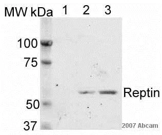 Western blot - Anti-Reptin/TIP49B/RUVB2 antibody (AB36569)