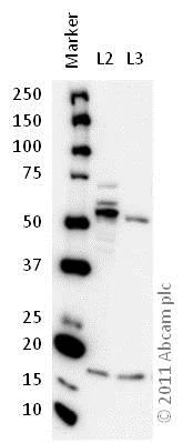 Western blot - Anti-Reptin/TIP49B/RUVB2 antibody (AB36569)