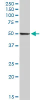 Western blot - Anti-Reptin/TIP49B/RUVB2 antibody (AB89942)