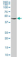 Western blot - Anti-Reptin/TIP49B/RUVB2 antibody (AB89942)