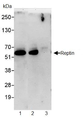 Immunoprecipitation - Anti-Reptin/TIP49B/RUVB2 antibody (AB91462)