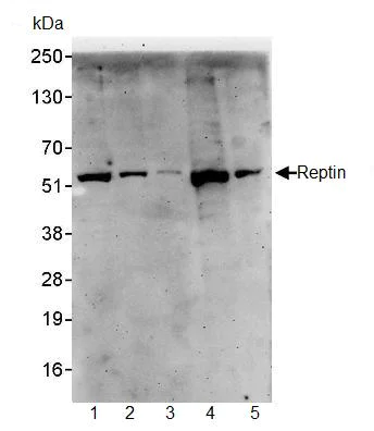Western blot - Anti-Reptin/TIP49B/RUVB2 antibody (AB91462)