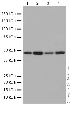 Western blot - Anti-Reptin/TIP49B/RUVB2 antibody [EP4145(2)] - BSA and Azide free (AB284854)