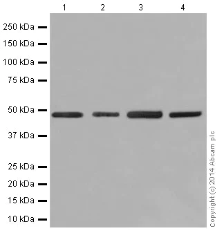Western blot - Anti-Reptin/TIP49B/RUVB2 antibody [EP4145(2)] - BSA and Azide free (AB284854)