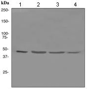 Western blot - Anti-Reptin/TIP49B/RUVB2 antibody [EPR4146] - BSA and Azide free (AB247723)