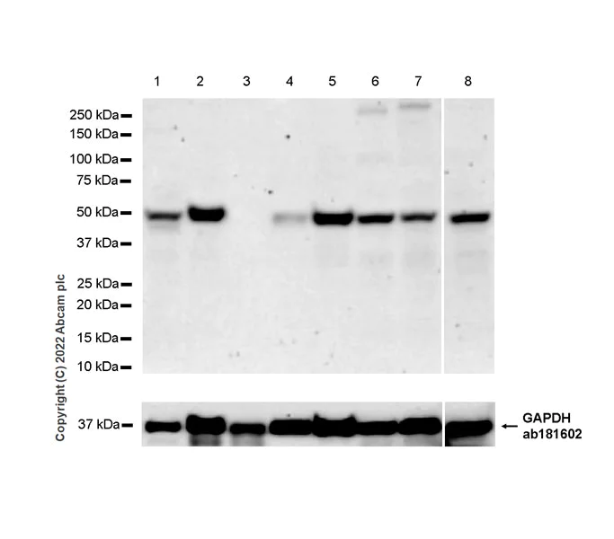 Repulsive guidance molecule A抗体[EPR26279-90] (ab307652)| Abcam中文官网