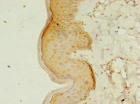Immunohistochemistry (Formalin/PFA-fixed paraffin-embedded sections) - Anti-RERG antibody (AB235439)