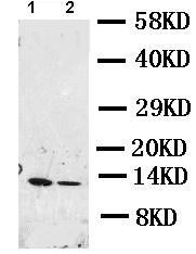 Western blot - Anti-Resistin antibody (AB119501)