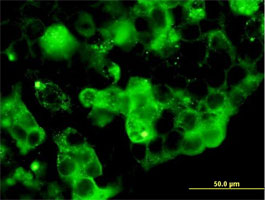 Immunocytochemistry/ Immunofluorescence - Anti-Resistin antibody (AB168137)