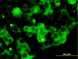 Immunocytochemistry/ Immunofluorescence - Anti-Resistin antibody (AB168137)