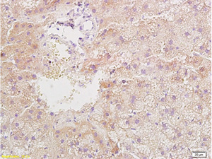 Immunohistochemistry (Formalin/PFA-fixed paraffin-embedded sections) - Anti-Resistin antibody (AB216840)