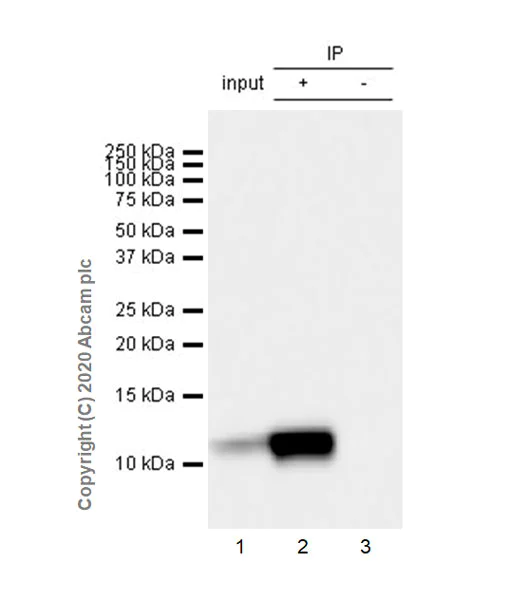 Immunoprecipitation - Anti-Resistin antibody [EPR23334-171] - BSA and Azide free (AB275887)
