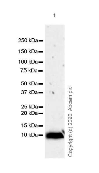 Western blot - Anti-Resistin antibody [EPR23334-171] - BSA and Azide free (AB275887)