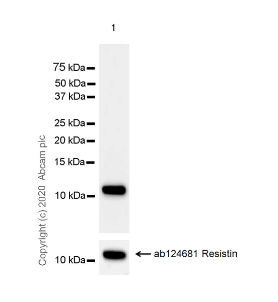 Western blot - Anti-Resistin antibody [EPR23334-171] - BSA and Azide free (AB275887)