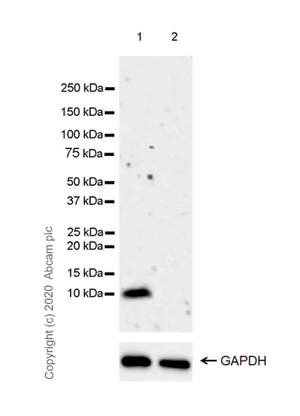 Western blot - Anti-Resistin antibody [EPR23334-171] - BSA and Azide free (AB275887)