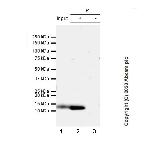 Immunoprecipitation - Anti-Resistin antibody [EPR23388-272] (AB272730), expandable thumbnail