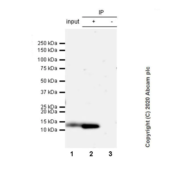 Immunoprecipitation - Anti-Resistin antibody [EPR23388-272] (AB272730)