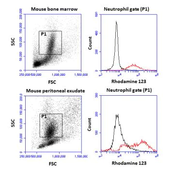 Functional Studies - Respiratory Burst Assay Kit (Neutrophil/Monocyte) (AB236210)