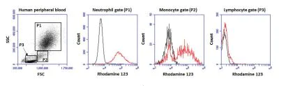 Functional Studies - Respiratory Burst Assay Kit (Neutrophil/Monocyte) (AB236210)