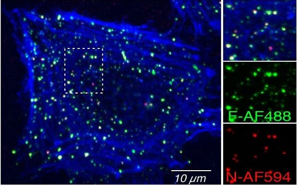 Immunocytochemistry/ Immunofluorescence - Anti-Respiratory Syncytial Virus antibody [2F7] (AB43812)
