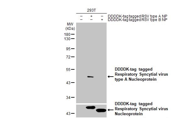 Western blot - Anti-Respiratory Syncytial virus type A Nucleoprotein antibody [HL1297] (AB308419), expandable thumbnail