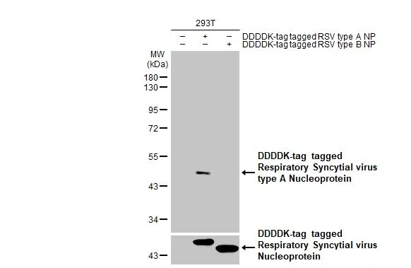 Western blot - Anti-Respiratory Syncytial virus type A Nucleoprotein antibody [HL1297] (AB308419)