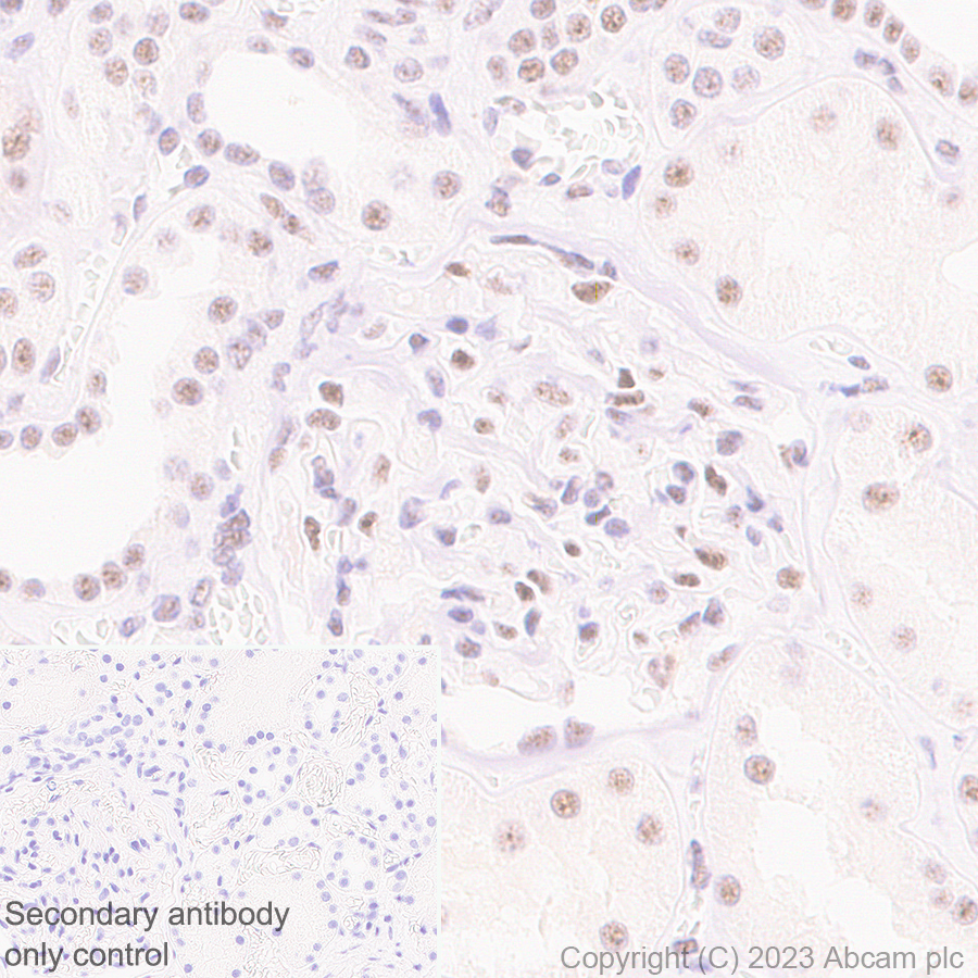 Immunohistochemistry (Formalin/PFA-fixed paraffin-embedded sections) - Anti-REST / NRSF antibody [EPR24988-29] - BSA and Azide free (AB315008), expandable thumbnail